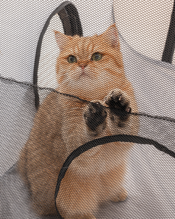 Gray mesh pet playpen tunnel enclosure with cat and dog playing inside.